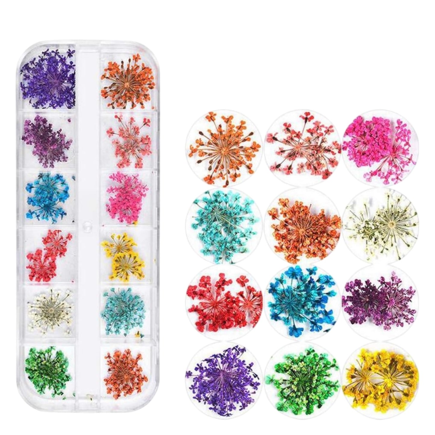 12 Colors Dried Flowers